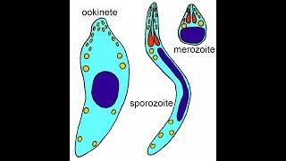 The Malaria life cycle explained  Should interest a lot of people