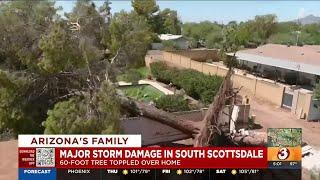 60-foot pine tree falls in south Scottsdale due to monsoon storm