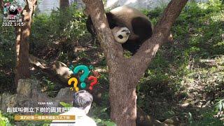 20220115 彪拔叫倒立下樹的圓寶把頭轉正立 The Giant Panda Yuan Bao