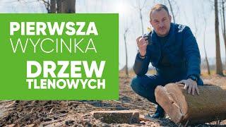 Pierwsza w Polsce wycinka drzew tlenowych