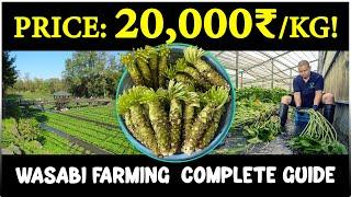 Wasabi Cultivation - Complete step by step Farming Guide