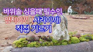 바위솔 심을때 필수인 양지이끼 (서리이끼) 직접기르기