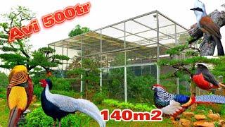 Chiêm Ngưỡng Aviary Khổng Lồ nuôi chim cảnh diện tích 140m2 và chi phí Nửa Tỉ Đồng || Đạt Bird TV