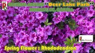 রোদ রন্জ্ঞন ফুল/ Rhododendron Flower in Deer Lake Park, Burnaby, BC, Canada/Colourful Rhododendron