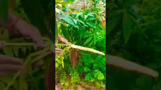kamaal ho gea #tranding #garden ki first radish harvest #shortsvideo #viralvideo # Lalita yadav 9090