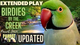 Birdies by the Creek | Happy Bird Forest Sounds | 5+HRS EXTENDED PLAY |Parrot TV for your Bird Room