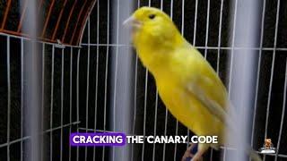 Canary Care: Avoid This Common Mistake!