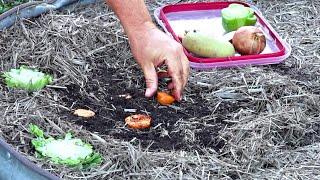 What Happens When You REGROW Vegetables From Kitchen SCRAPS in the Garden?