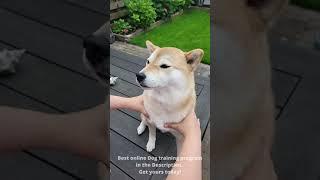 shibster doge