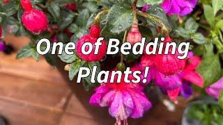 What Do You Do With Any Leftover Bedding Plants!