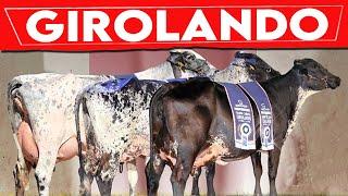 ⭕ GIROLANDO CATTLE History   Milking Cows In The World || GIROLANDO