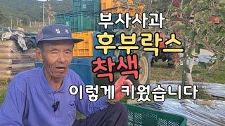 사과 착색과 크게 키우는 법 10월10일 부사사과 수확 후부락스