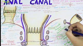 Anal Canal | Brief Anatomy | Easy