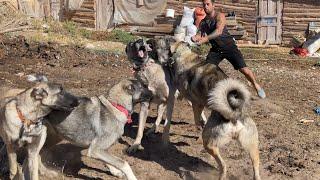 KANGAL BANDIT STROKED 4 DOGS IN FRONT OF HIS DOOR, THE LITTLE SHEPHERD WAS SORRY!