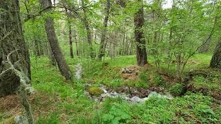 Пение птиц у ручья в Сосновом Лесу