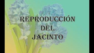 [JARDINERIA] - Reproducción del Jacinto