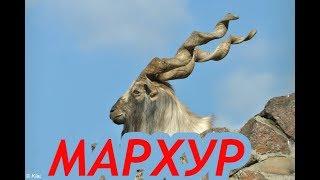 Бузхои "МАРХУР"-и Точикистон | Винторогий козёл