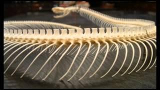 REPTILE EXAM: SNAKE VERTEBRAE.avi