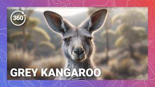 Hoppy Hour : Grey Kangaroo Antics and Insights VR 360