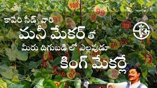 Money maker #bestcottonseeds | Kaveri Seeds| best cotton seed| Money Maker #trending #farmers