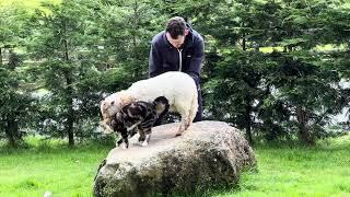 Toffee The Lamb Enjoys Getting Brushed