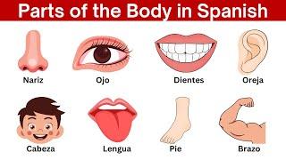 Parts of the Body in Spanish | Human Body parts names in Spanish