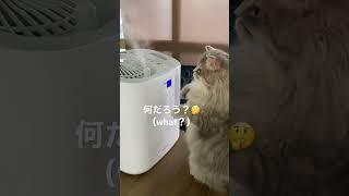 Amazonで加湿器を購入(Buy a humidifier on Amazon) #猫 #子猫 #shorts