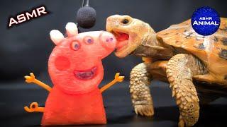 Satisfying ASMR Mukbang Eating PEPPA PIG  Turtle Tortoise 102