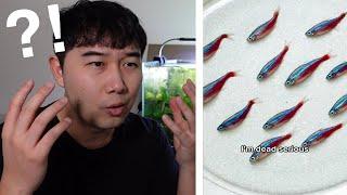 Fishkeeper STUNNED by COOKED Neon Tetra Dish | Fish Tank Review 290