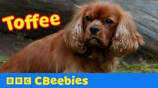 Meet Toffee Dog Squad's New Recruit | CBeebies