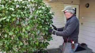 Properly Pruning A Camelia w/  Seattle Arborist Chip Kennaugh