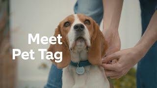 Ring Pet Tag | Help Your Missing Pet Make It Home Safe