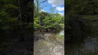 Deserted nature walk along the Okeeheelee Nature Trails in West Palm Beach #shorts