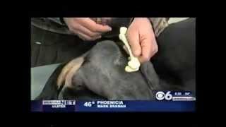 Canine Hip Dysplasia- FHO Surgery