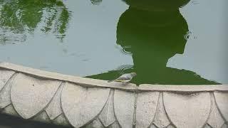 Grey Wagtail trying to drink from Fountain (Motacilla cinerea)