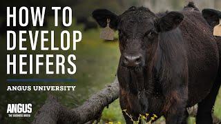 How to Develop Heifers - Heifer Development 101