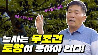 [전주MBC 4K특집 다큐멘터리 - 두근두근팜팜] 농사할 때 토양이 좋아야 하는 이유! 포도농사꾼이 알려드림!