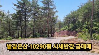 경매직전 10290평 밭같은산 도로      전기완벽 역대급 소액최저가 급매매