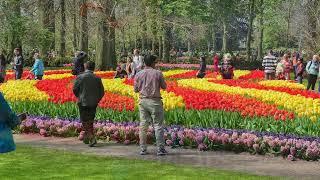 Кьокенхоф   Keukenhof