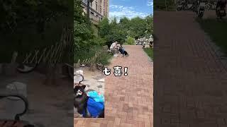 狗：两年前我就是这样帮妈妈找到的男朋友