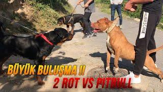 PİTBULLLARLA BÜYÜK BULUŞMA !! - (2 ROTTWEİLER 4 PİTBULL!!)