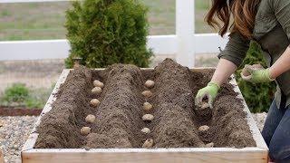 How to Plant Potatoes!  // Garden Answer