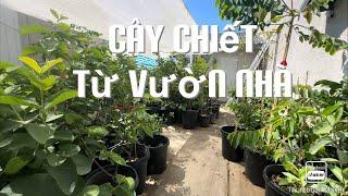 Bán Cây Chiết Từ Vườn Nhà tt769