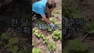 강낭콩 많이 따는 방법 #강낭콩 #강낭콩키우기