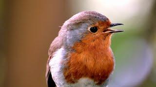 European Robin singing his spring & summer song - UHD 4K