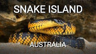 Snake island of Australia, the island full of deadly venomous Tiger snakes