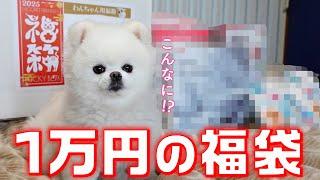 【お正月】犬の高級福袋の中身がスゴすぎた件