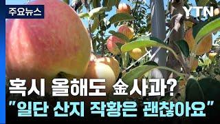 혹시 올해도 金사과?..."일단 산지 작황은 괜찮아요" / YTN