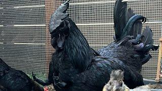 Crow Got Some ARMS  MY AYAM CEMANI ROOSTER