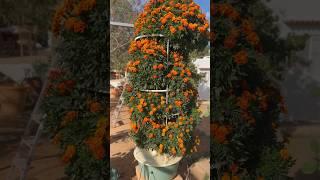 Vertical farming marigolds on aeroponic towers #marigolds #farming #gardening #agriculture #flowers